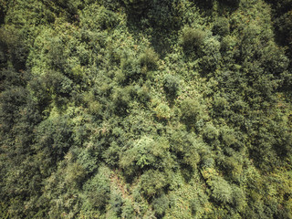 Aerial Drone Photo of the Countryside Forest, Top Down View in Sunny Summer Day