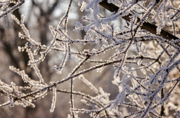 Trees under snow
