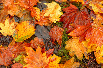 Red and Orange Autumn Leaves Background