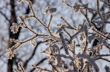 Trees under snow