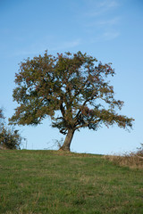 Obraz premium tree and blue sky