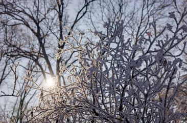 Trees under snow