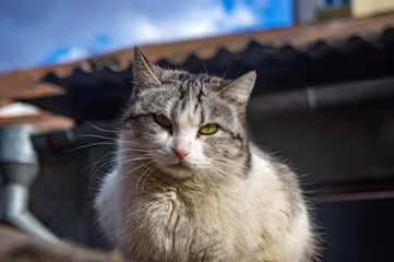Cat sitting on the roof