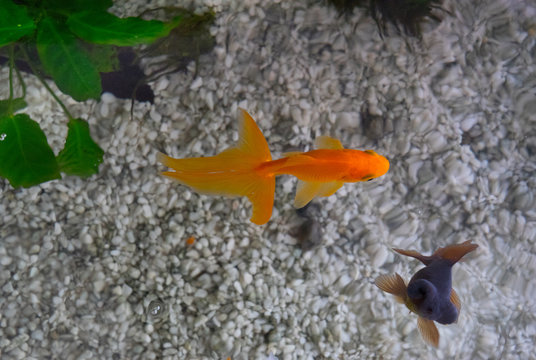 Fantail And Black Moor Goldfish