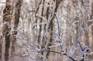 Trees under snow