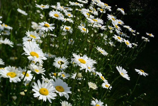 Fr&uuml;hsommer Blumen in wei&szlig; vor dunklem Hintergrund: Mageriten Wiesenblumen, Bl&uuml;tenmeer
