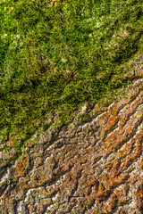 Baumstamm mit Moos im Wald