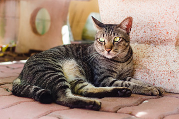 Thai cat, lovely animal at home .