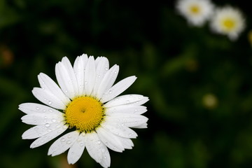 einzelne wei&szlig;e Kamille, Blume im Sommer nach dem Regen, dunkler Hintergrund