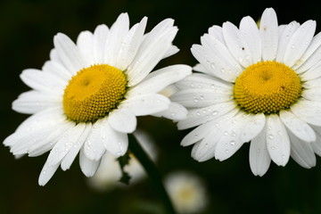 Fototapeta premium Zwei einzelne weiße Kamillen, Blume im Sommer nach dem Regen, dunkler Hintergrund