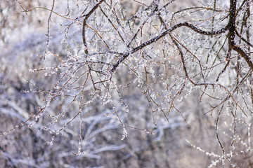 Trees under the snow