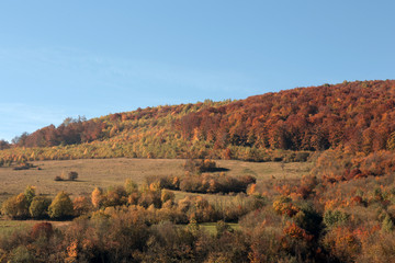 Beautiful landscape with forest and mountain slopes