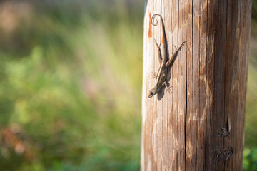 Lizard on a Post
