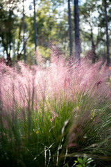 Pink Fluffy Grass in the Woods