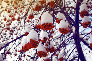 Rowan bunches of snow on the branches