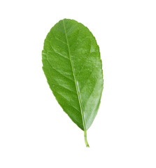Fresh green citrus leaf on white background