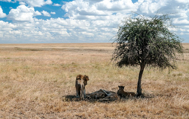 Lions in Tanzania on a clear day