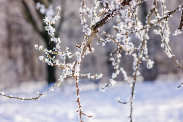 Trees under the snow