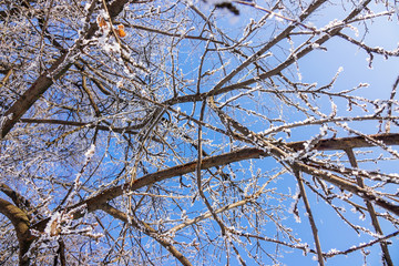 crown tree in winter