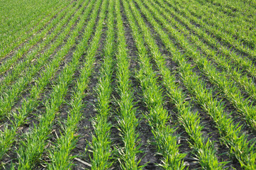 Fototapeta na wymiar Winter wheat sowings