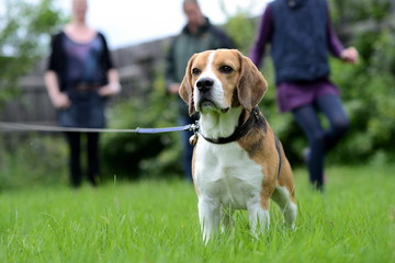 Hund Beagle an der Leine mit glücklicher Familie im Hintergrund
