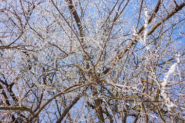 crown tree in winter