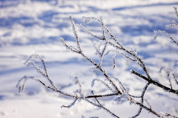 Trees under the snow
