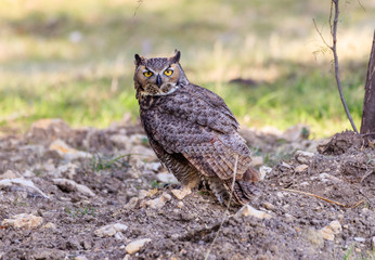 Great horned owl