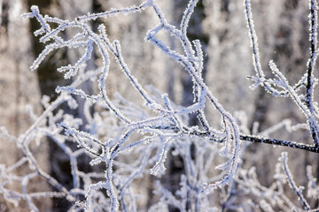 Trees under the snow