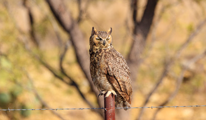 Great horned owl