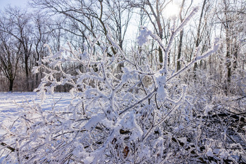 Frozen naked branches