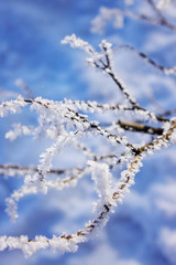 Trees under the snow