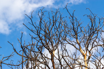 Wildfire damaged tree with blue sky background