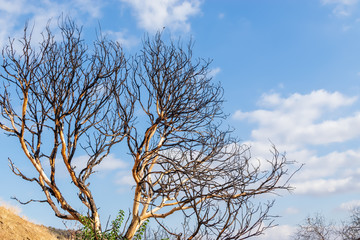 Forest fire burned tree with blue sky background and room for copy text
