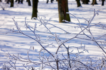Frozen naked branches