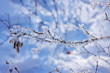 Trees under the snow