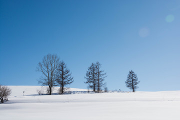 雪原に立つカラマツと青空