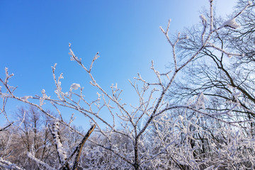 crown tree in winter