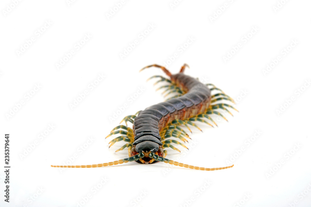 Wall mural Blaubeiniger Hundertfüßer (Ethmostigmus trigonopodus) - blue leg Centipede