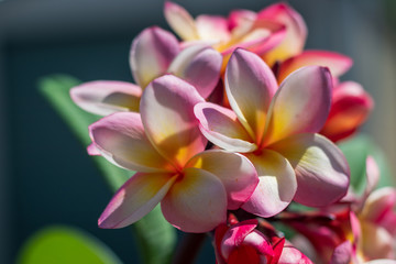 Obraz na płótnie Canvas Pink frangipani flowers