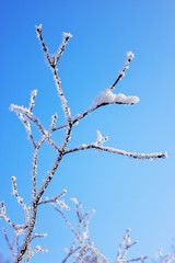 Frozen naked branches