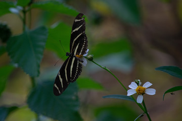 Zebra Butterfly Leaving a Flower