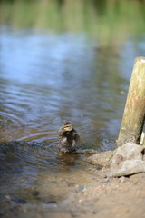 Einzelnes Enten Baby mit Flaum säubert sich am Fluß