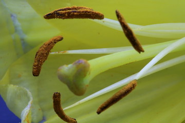 Stigma in Green Flower