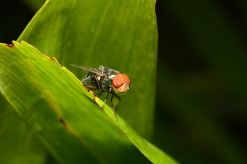fly with drops