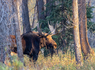 Bull Moose