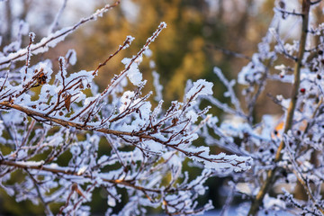 Frozen naked branches