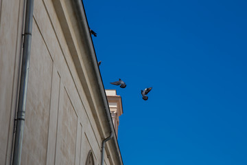 birds flying over the church