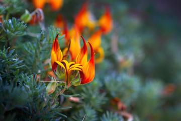 Flowers waking up at the entrance of spring