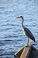 A big grey heron